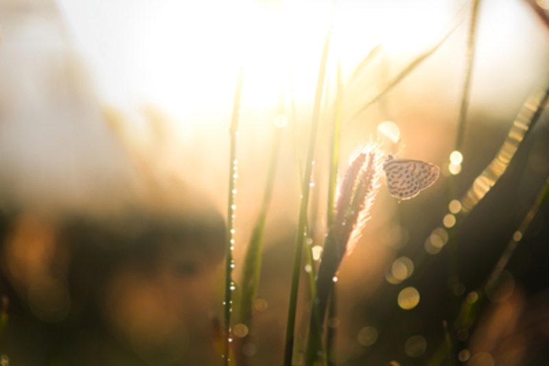 Vintage park outdoor and nature background. Butterfly and glass flower sunshine light in the morning. Bokeh of water.
