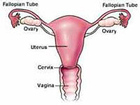 Die Abbildung zeigt Eileiter, Eierstock, Gebärmutter, Zervix, Scheide