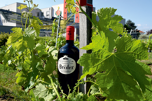 Die bauchige Merlotflasche im Weingarten vor dem Krankenhaus. 