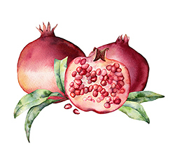 Das Bild zeigt drei Granatäpfel gemalt mit Wasserfarben