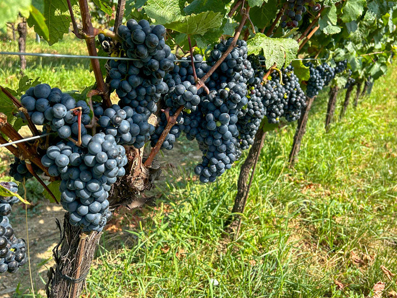 Am Föllig / Klosterkeller