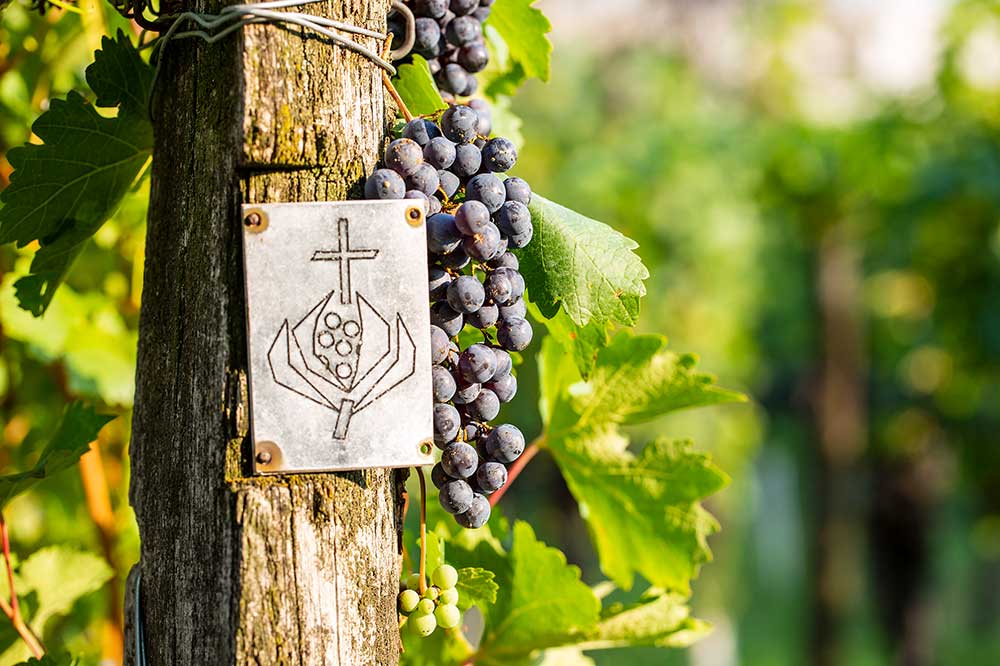 Das Bild zeigt einen Weinstock mit einem symbolischem Granatapfel.
