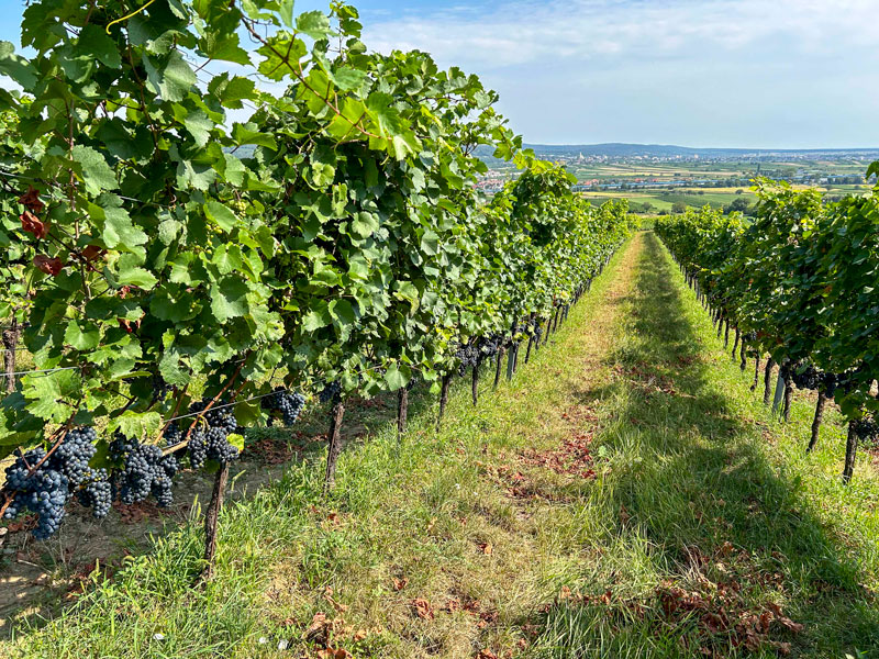 Am Föllig / Klosterkeller