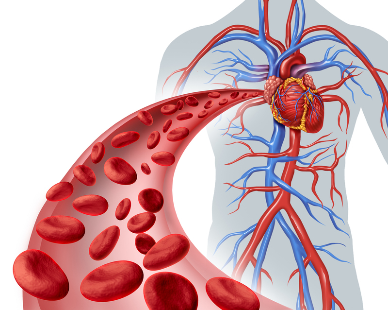 Blood heart circulation health symbol with red cells flowing through three dimensional veins from the human circulatory system representing a medical health care icon of cardiology and cardiovascular fitness on a white background.