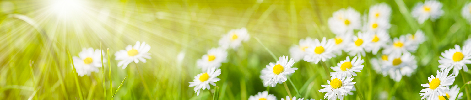 spring meadow with beautiful flowers and sun rays in background