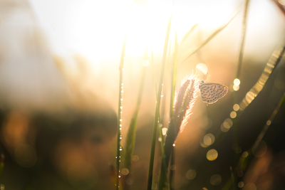 Vintage park outdoor and nature background. Butterfly and glass flower sunshine light in the morning. Bokeh of water.