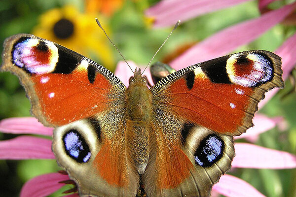 Ein Tagfauenauge sitzt auf einer Blume.