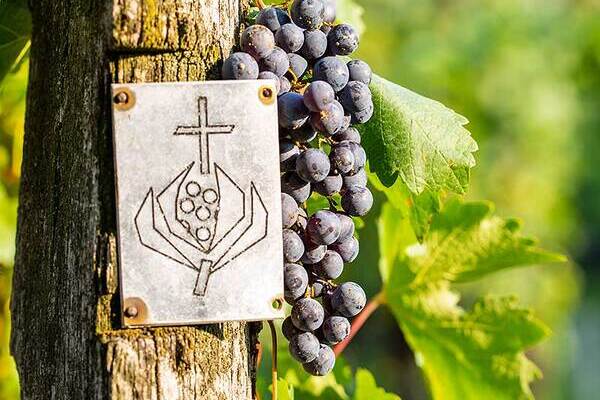 Das Bild zeigt einen Weinstock mit einem symbolischem Granatapfel.