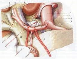 Lymphknotenkompartiment / tbd Lymphknotenkompartiment