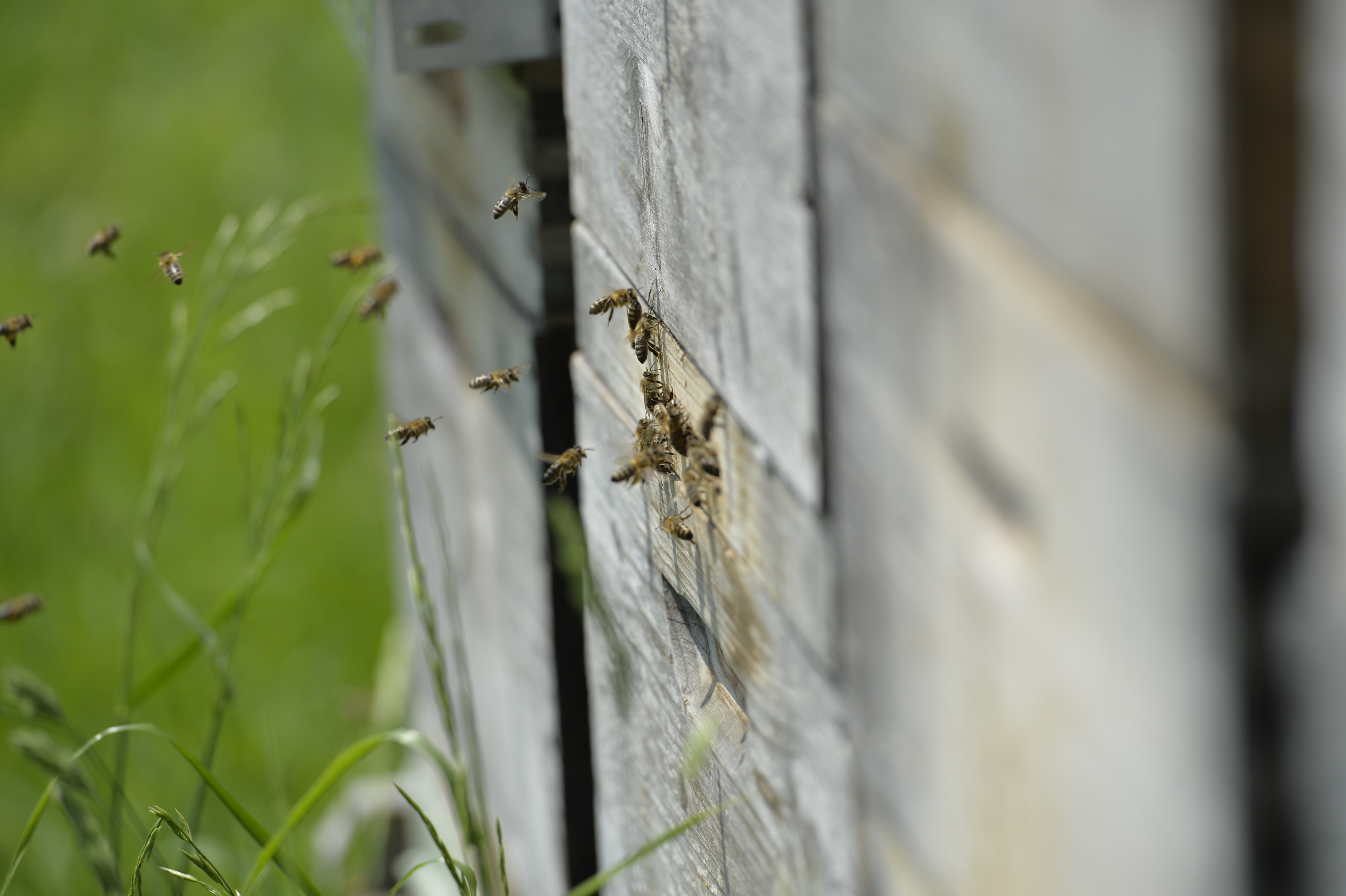 Fliegende Bienen