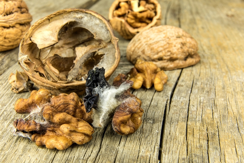 Moldy walnut on wooden table. Unhealthy food. Food mold. Poisonous mold. Storage of nuts.